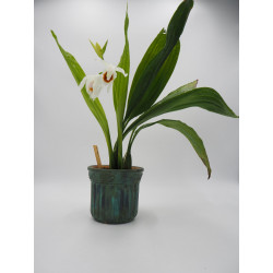 Coelogyne mooreana