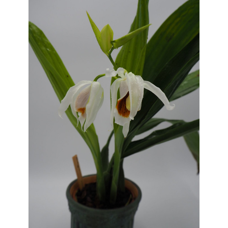 Coelogyne mooreana