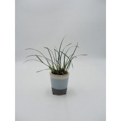 Maxillaria atrosanguinea