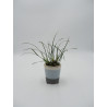 Maxillaria atrosanguinea