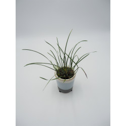 Maxillaria atrosanguinea