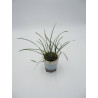 Maxillaria atrosanguinea