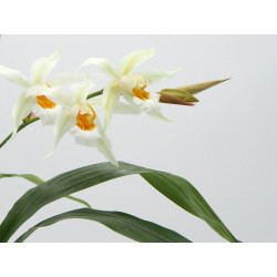 Coelogyne mooreana