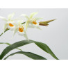 Coelogyne mooreana