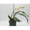 Coelogyne mooreana