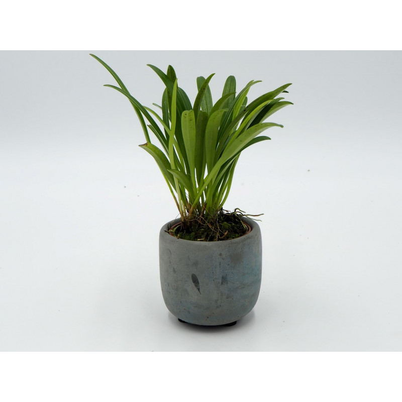 Masdevallia herradurae