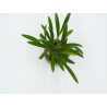 Masdevallia herradurae