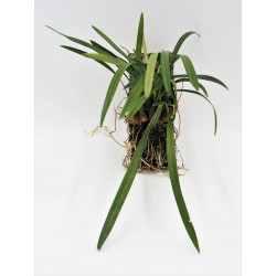 Maxillaria schunkeana