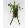 Maxillaria schunkeana
