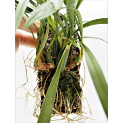 Maxillaria schunkeana