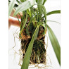 Maxillaria schunkeana