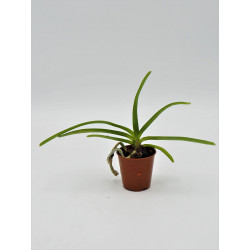Rhynchostylis retusa