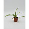 Rhynchostylis retusa