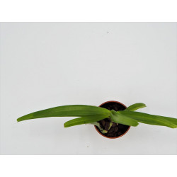 Rhynchostylis retusa