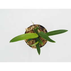 Dendrobium rhodostictum