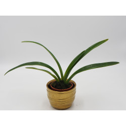 Phragmipedium caudatum