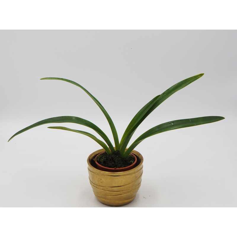 Phragmipedium caudatum