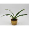 Phragmipedium caudatum