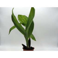 Anguloa uniflora