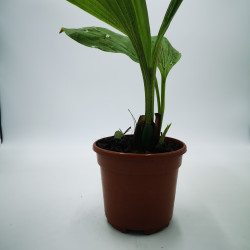 Sudamerlycaste ciliata