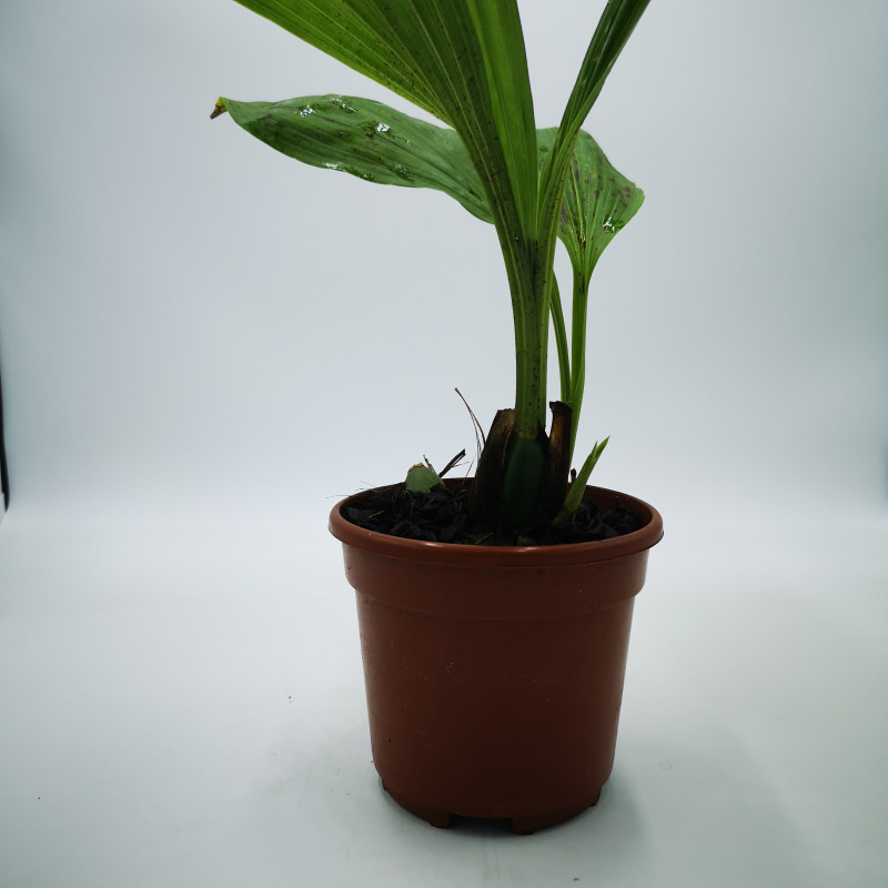 Sudamerlycaste ciliata