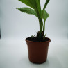 Sudamerlycaste ciliata