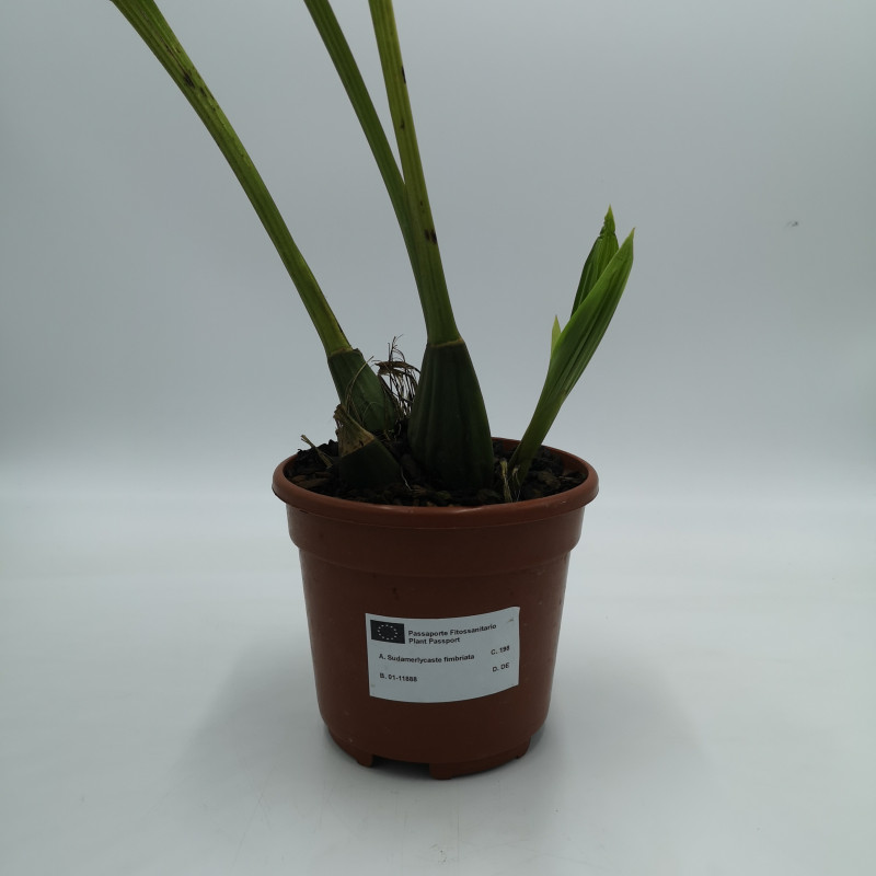 Sudamerlycaste fimbriata