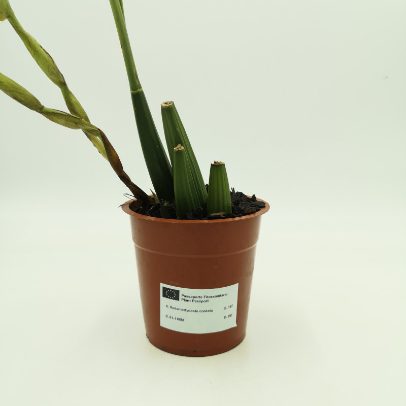 Sudamerlycaste costata