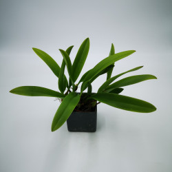 Bulbophyllum curtisii