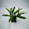 Bulbophyllum curtisii