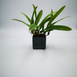 Bulbophyllum curtisii