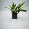 Bulbophyllum curtisii