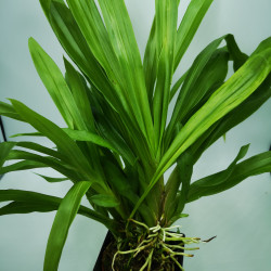 Pescatoria wallisii