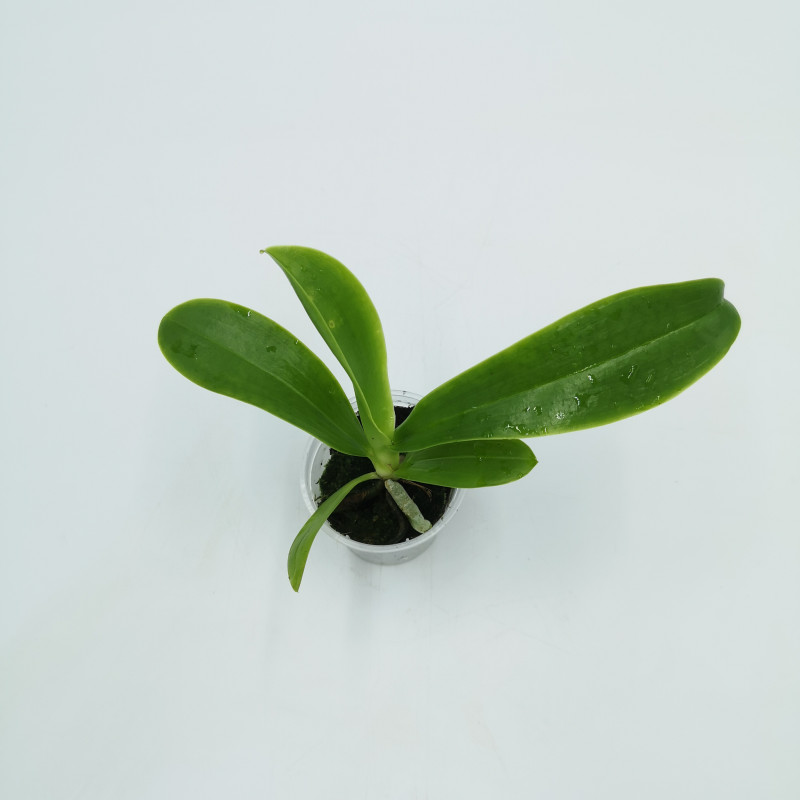 Phalaenopsis hieroglyphica