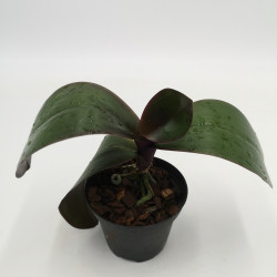 Phalaenopsis sanderiana