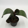 Phalaenopsis sanderiana