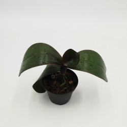 Phalaenopsis sanderiana