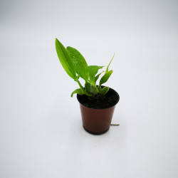 Rhynchostele cordata (syn....