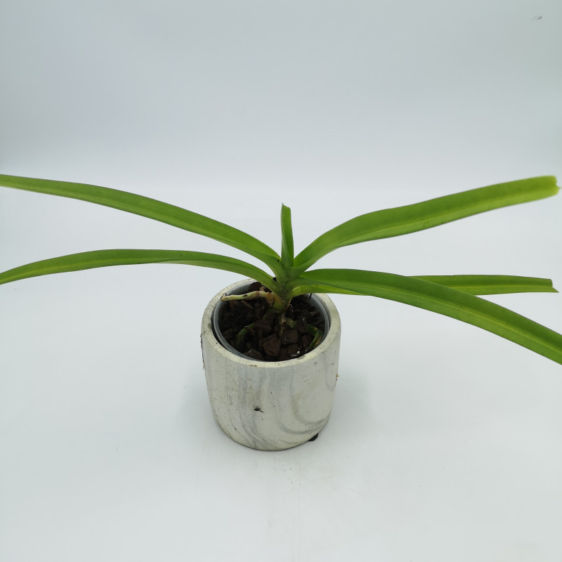 Rhynchostylis retusa