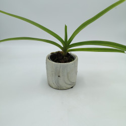 Rhynchostylis retusa