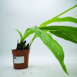 Lycaste aromatica