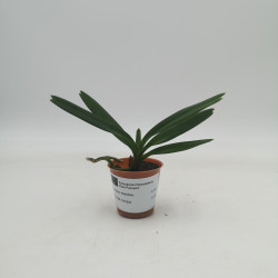 Aerides flabellata
