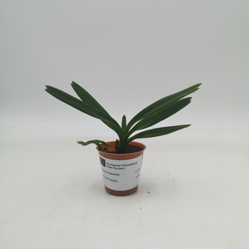 Aerides flabellata