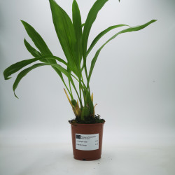 Coelogyne nitida