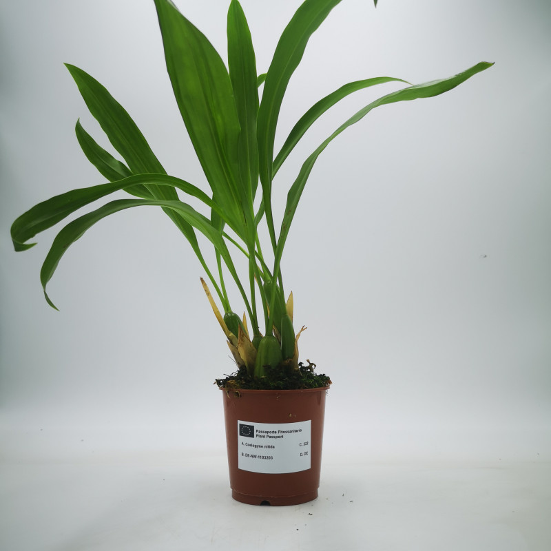 Coelogyne nitida