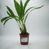 Coelogyne nitida