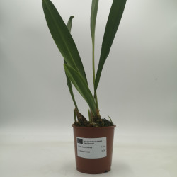 Maxillaria calantha