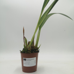 Maxillaria fucata