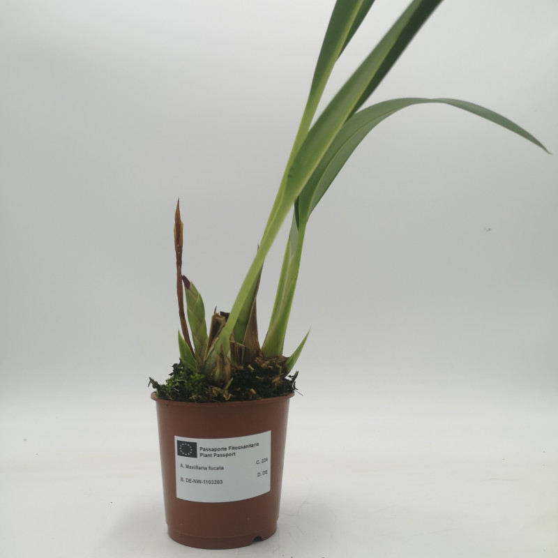 Maxillaria fucata
