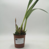 Maxillaria fucata